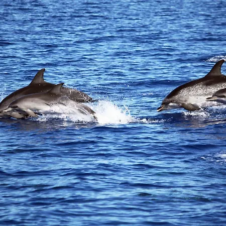 ホステル Engenho *